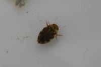Laccophilus