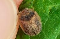 Hypocassida subferruginea