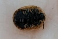 Hypocassida subferruginea