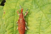 Lixus pulverulentus