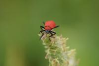 Pyrochroa coccinea