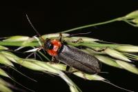 Cantharis fusca
