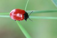 Chrysomela populi