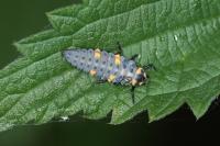 Coccinella septempunctata