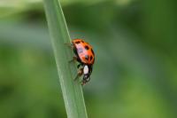Harmonia axyridis