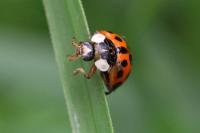 Harmonia axyridis