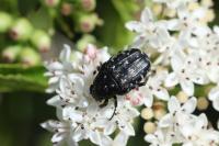Oxythyrea funesta