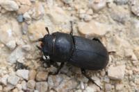 Dorcus parallelipipedus