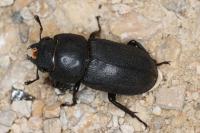 Dorcus parallelipipedus