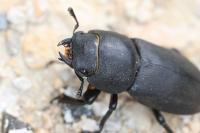 Dorcus parallelipipedus