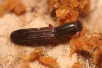 Colydium elongatum