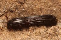 Colydium elongatum