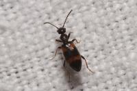 Anthicus laeviceps