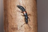 Lathrobium geminum
