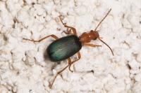 Brachinus