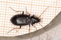 Nebria