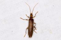 Oedemera femoralis