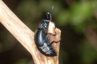 Meloe violaceus