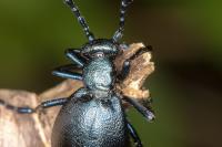 Meloe violaceus