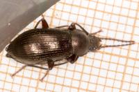 Stenomax aeneus