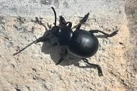 Timarcha tenebricosa