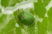 Cassida
