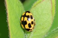 Propylea quatuordecimpunctata