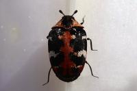 Anthrenus scrophulariae