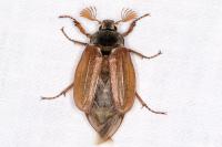 Melolontha melolontha