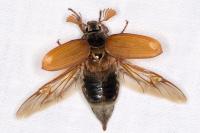 Melolontha melolontha
