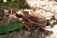 Melolontha hippocastani