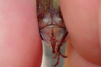 Melolontha hippocastani