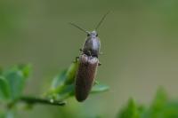 Athous haemorrhoidalis