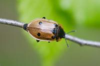 Dendroxena quadrimaculata