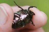 Potosia cuprea