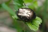 Potosia cuprea