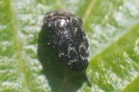 Trachys minutus