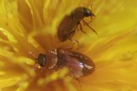 Byturus ochraceus