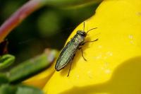 Anthaxia nitidula