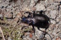 Calosoma inquisitor