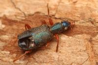 Drypta dentata