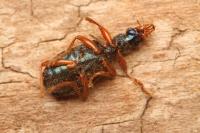 Drypta dentata