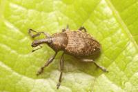 Lepyrus capucinus