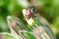 Cantharis rustica