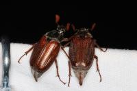 Melolontha melolontha