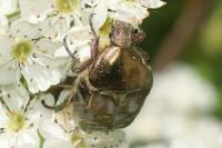Potosia cuprea