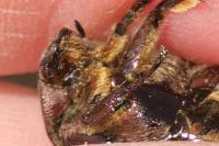 Potosia cuprea