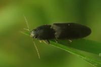 Agriotes