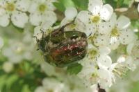 Cetonia aurata