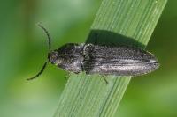 Cidnopus pilosus